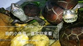 乌龟塌房爆料视频大全,独家爆料视频大盘点  第2张 乌龟塌房爆料视频大全,独家爆料视频大盘点  第2张