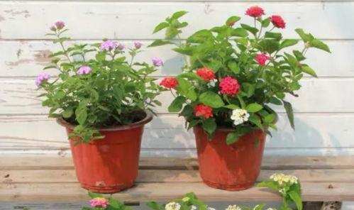 荔湾家长爆料视频最新,揭秘校园安全问题引发社会关注  第3张 荔湾家长爆料视频最新,揭秘校园安全问题引发社会关注  第3张