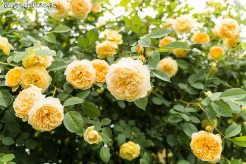 罗沙最新爆料电话是多少,揭秘神秘电话号码背后的秘密  第3张 罗沙最新爆料电话是多少,揭秘神秘电话号码背后的秘密  第3张