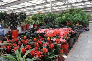 唐山花店爆料案件最新,揭开背后惊人真相  第3张 唐山花店爆料案件最新,揭开背后惊人真相  第3张