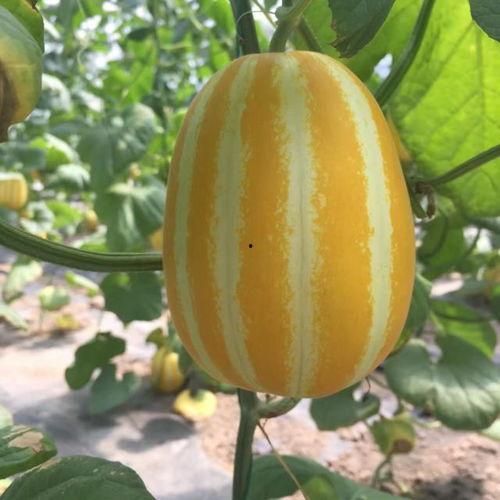 吃瓜有哪些网红,盘点吃瓜网红的崛起与影响力  第2张 吃瓜有哪些网红,盘点吃瓜网红的崛起与影响力  第2张