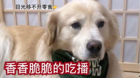 狗子的最新爆料视频大全,揭秘娱乐圈幕后真相  第2张 狗子的最新爆料视频大全,揭秘娱乐圈幕后真相  第2张